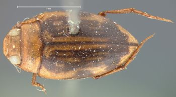 Media type: image;   Entomology 6009 Aspect: habitus dorsal view